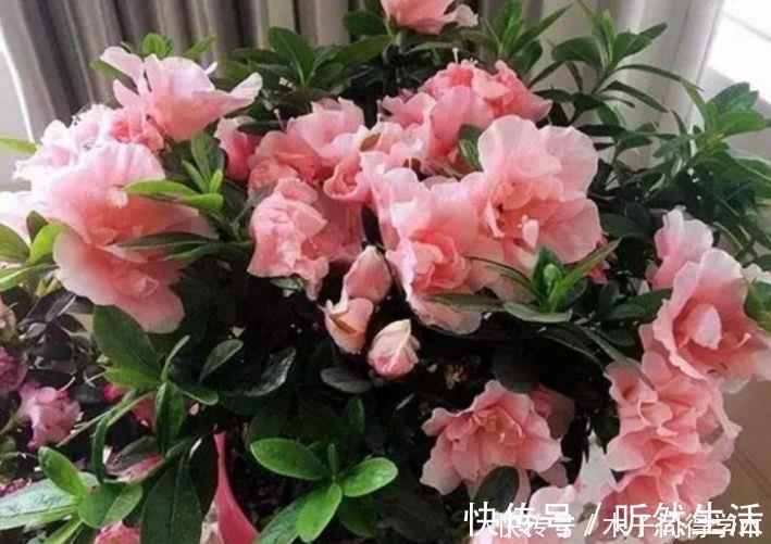 阳台|聪明人都养4种花,一年花期多,阳台变成小花园