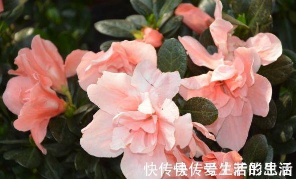 花卉|花色繁多,花型奇特美丽,花就养这几款,花大服盆快