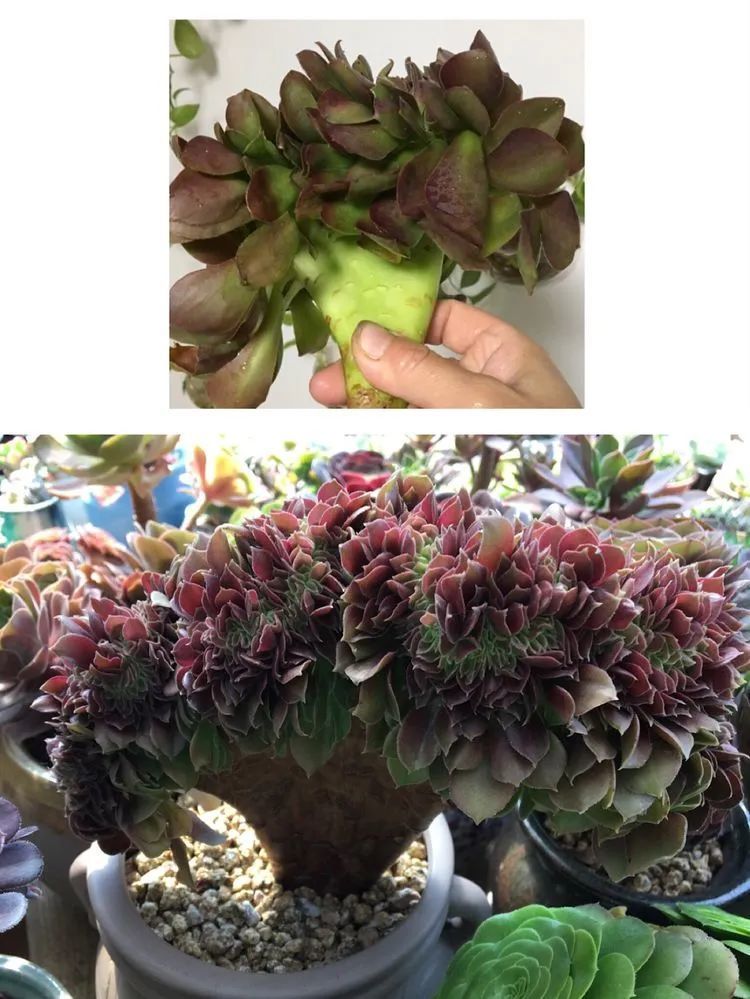置身于美丽的多肉花园，我就是那快乐无比的多肉园丁！