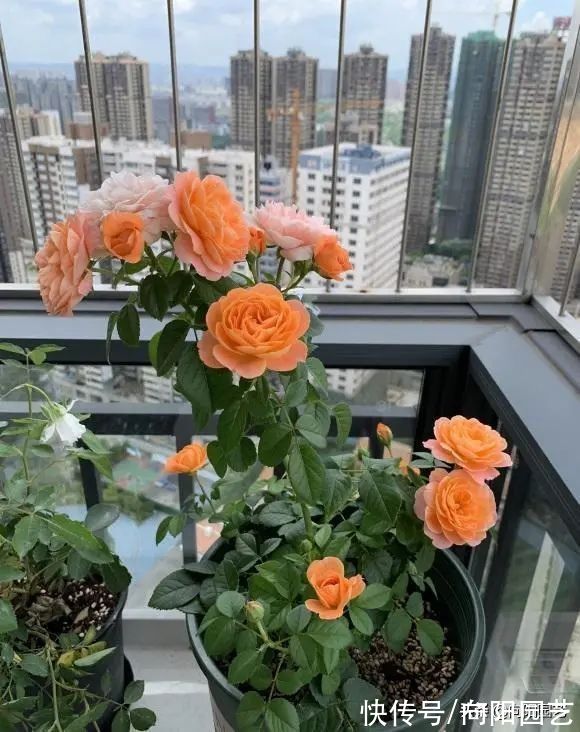 8种花,想要养得好,必须用大盆种,大水大肥养,开花才能多