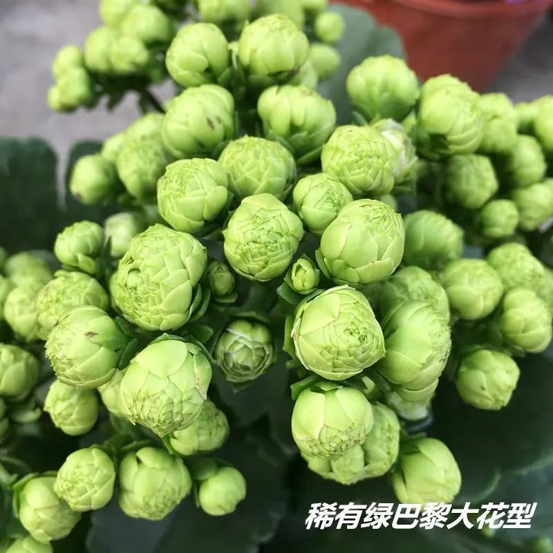 帕罗|45种长寿花,个个都是高颜值,家里养几盆,美得移不开眼
