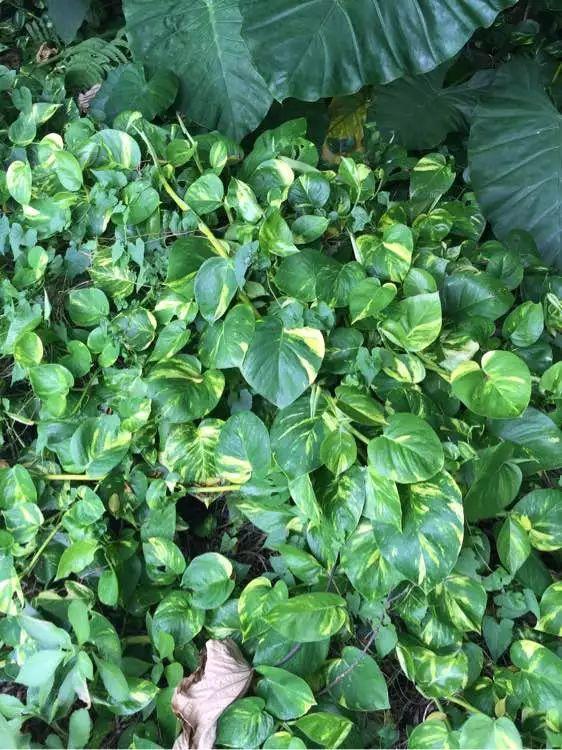 农村养花优势发,地大肥多,一不小心养成小花海!