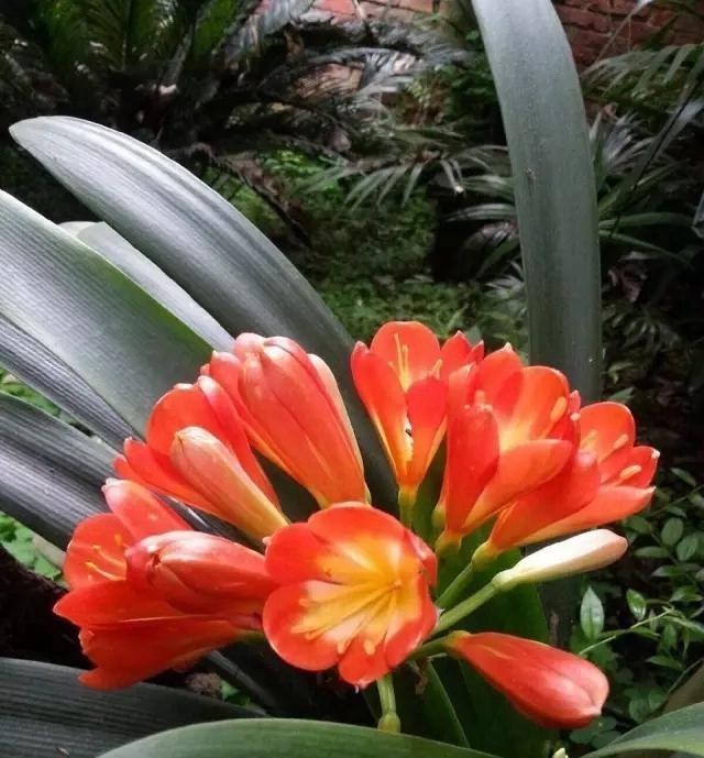  开花|4年都不开花的君子兰，没花一分钱，我让它开花了