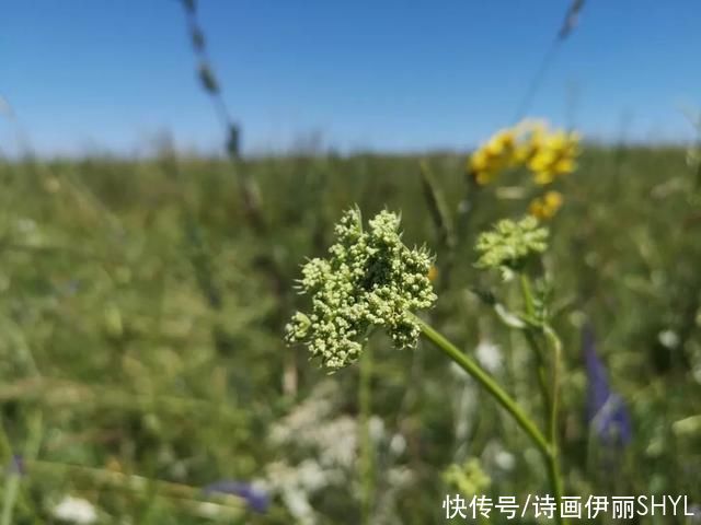 中薪|伊犁草原篇:特克斯喀拉峻