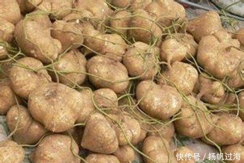 维生素C|农村野生的“神仙果”,控制血压、治头晕失眠,你值得拥有