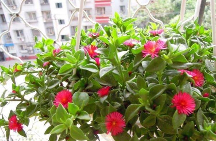 4种花是爆盆能手,开起花来“拦”不住,花开不断,还能旺财