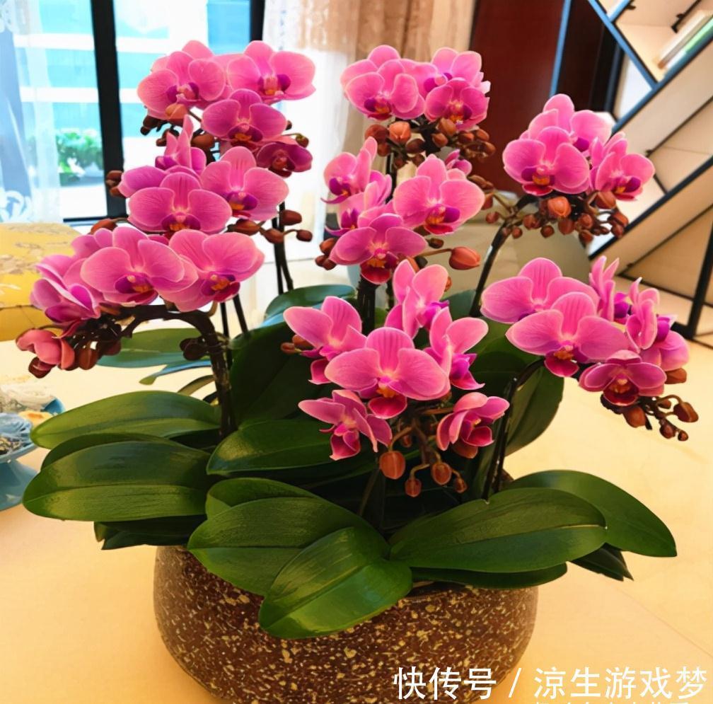 公认难养的10种“漂亮花”,没有几年养花经验,建议别买回家