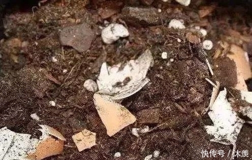 7天浇1个鸡蛋!花像打了激素疯长