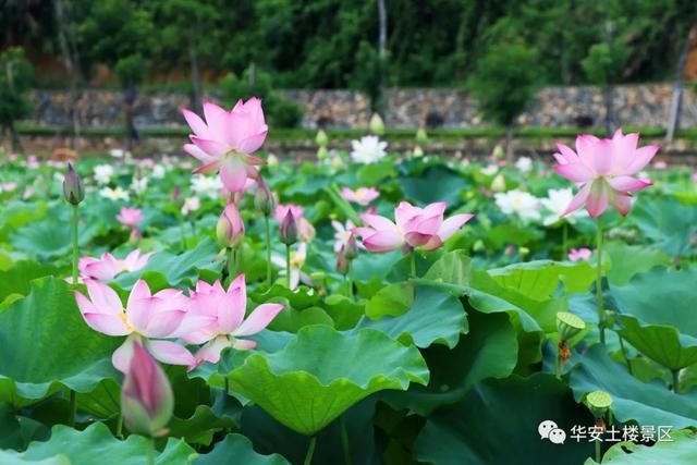 荷花池|荷花、水稻、看云卷云舒，华安土楼的夏天，总有一样打动你