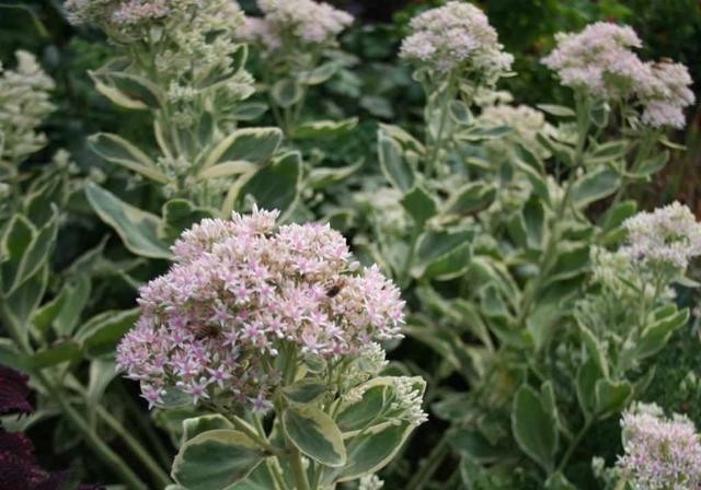 晨光|天生就带锦,生命力强大却价格便宜多肉,它就是冰冷晨光