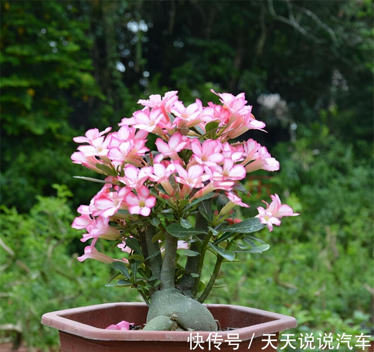 黄豆水的肥性,也比不过此特制溶液,用来浇花,绰绰有余