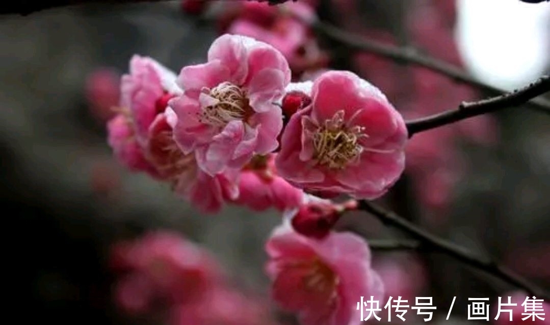 绝色#七言上联:邂逅一枝雪初霁,邀对下联,并上期优秀对联选登