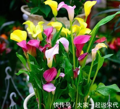 4种花一养就上瘾,花色美丽,开花勤快,花多易爆盆