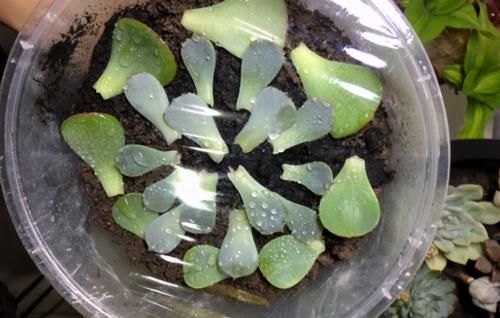 繁殖多肉的途径：砍头茎插、拿叶子催根育苗