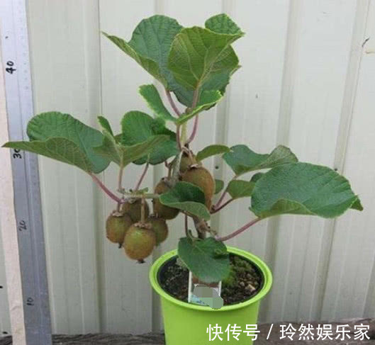 全家|好吃的“猕猴桃”别买了，在家种一棵，果子挂满树，全家人都够吃