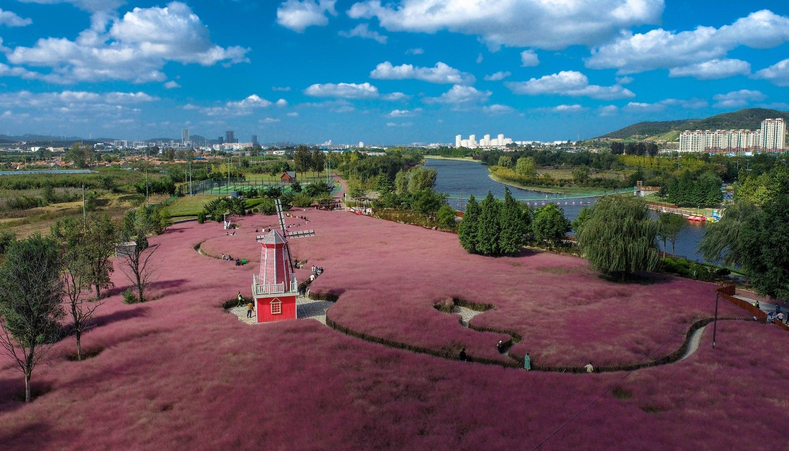 羊亭河湿地公园粉黛乱子草花开成海|组图 | 湿地公园