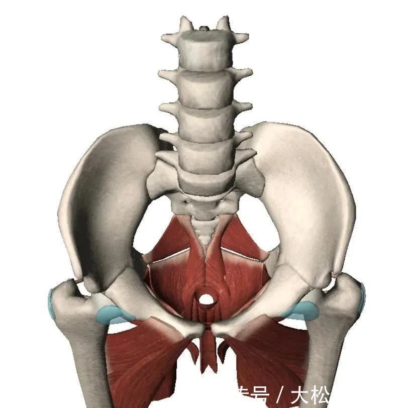 双腿|练瑜伽,女生一定要多练内收肌,真的很重要