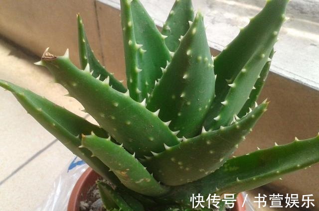 这4种花，时间越久越值钱，修修剪剪是老桩，花友看了直喊羡慕