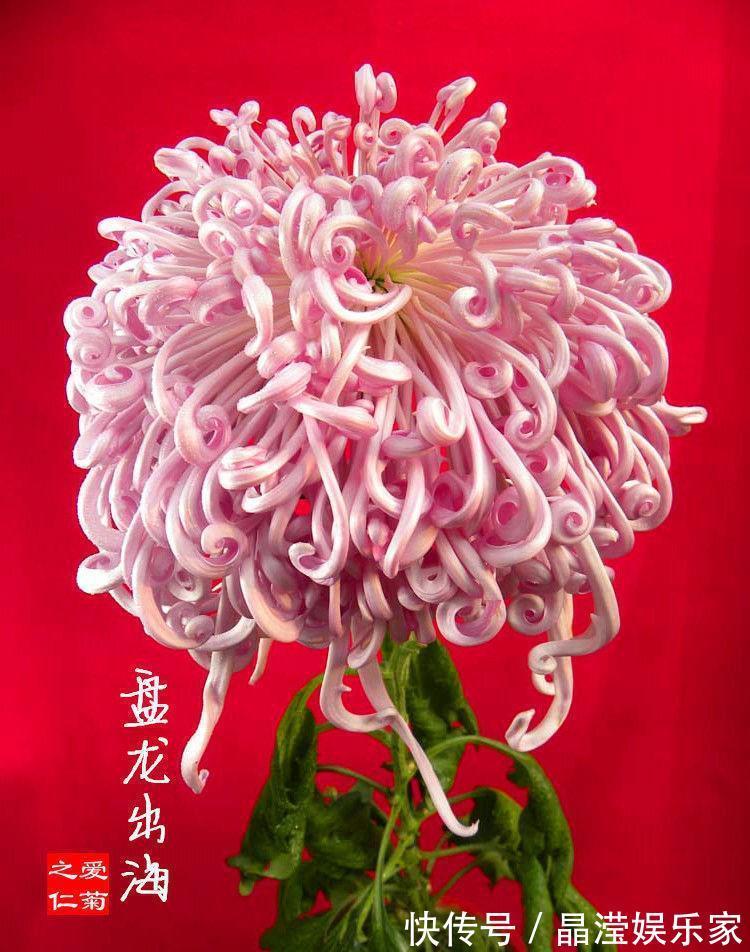 菊花展|喜欢菊花,不如养盆“菊中珍品”盘龙出海,是仙女舞裙,端庄典雅