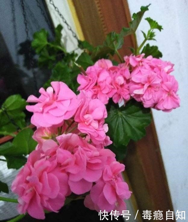 在家养6种花,越冷越开花,冬天也有花赏!