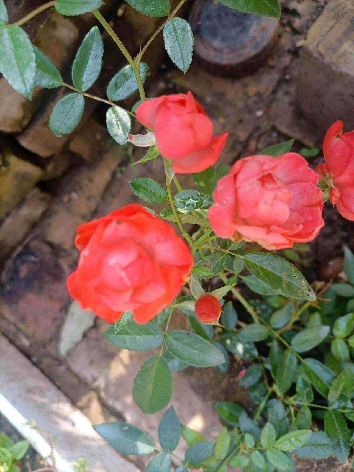 5种花现在别换盆，掉花落叶没商量，一不小心只剩光盆