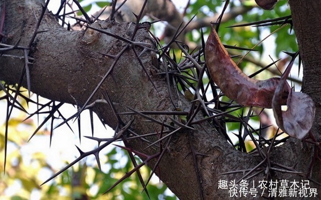 我们来了|农村一种满身刺的植物，蛇见到就跑，刺却很珍贵，80元一斤