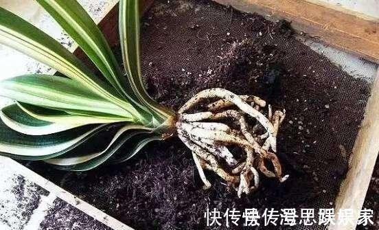 换盆|给君子兰换盆,“这点”要知道,不然不长不开花,让你“干着急”