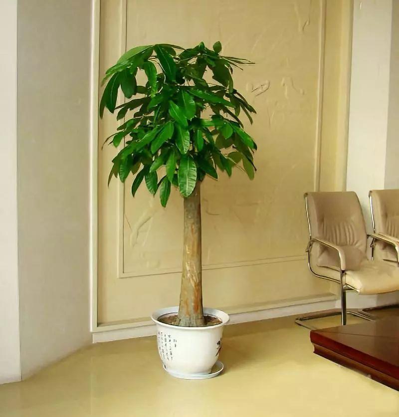 6种耐旱花,“大肚子”里面都是水,一个月不浇也没事!