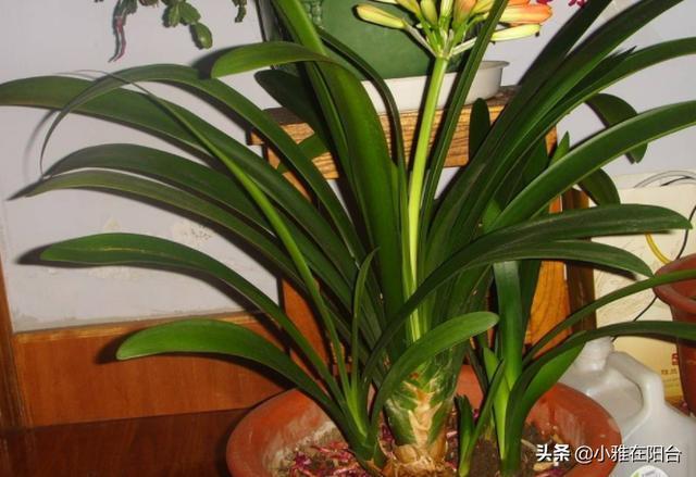 黄豆|养君子兰,一把豆子放盆里,1月后疯长,越养越旺,开爆盆特别美