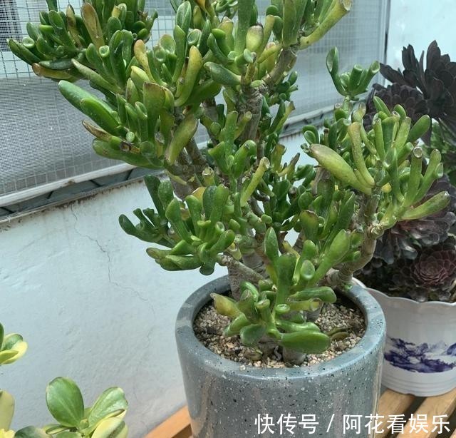 这花叫马蹄掌,也叫吸财树,寓意“招财进宝”,比多肉还好养