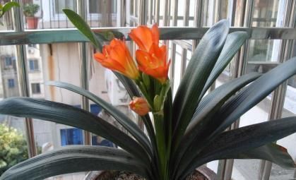 哈辉|家里养君子兰，3个位置不能摆放，不然黄叶不开花，别忽视