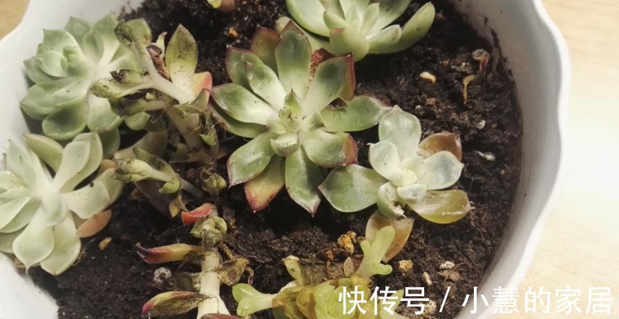 茂盛|多肉摘叶子好处多,茎干木质得快,盆栽养成老桩更容易