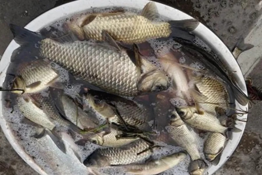 天气冷,大板鲫就不吃钩了,果断换用这钓法,接连上鱼忙不停