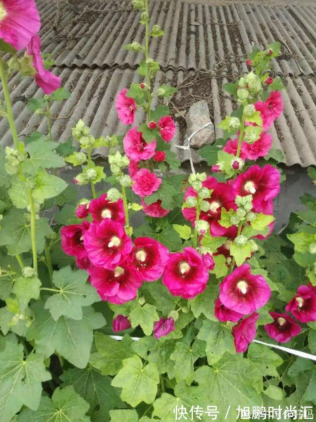 30种夏天花，热不死、晒不死，大半年都开花，还没病虫害