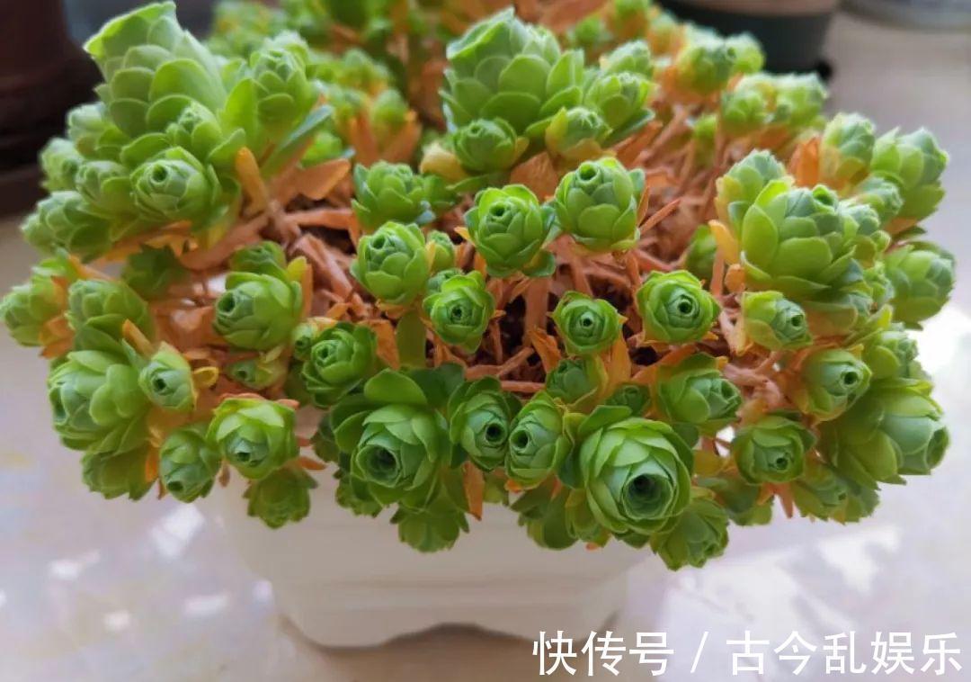 养花技巧：8种情况不能施肥，跟毒药一样，浇完花就玩完了