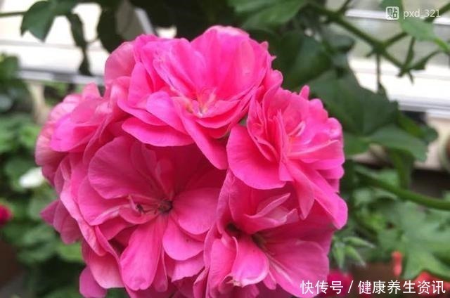 开花漂亮,花期长又勤花,连叶子都带香味,这种花值得养!