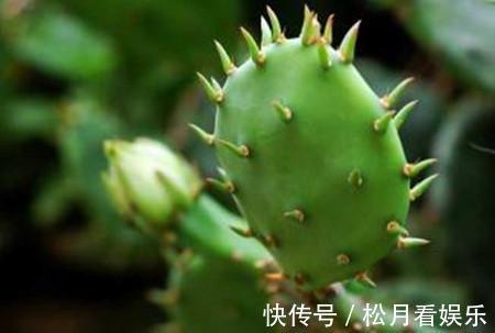 仙人掌|仙人掌浇水有讲究，死记这几点，蹭蹭长成大高个！