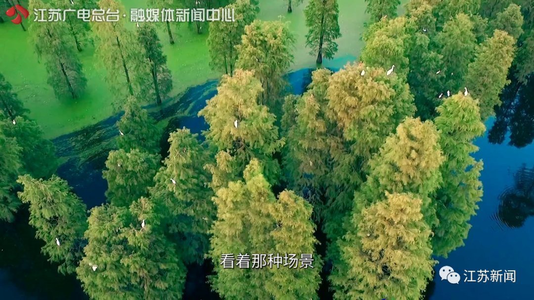 一半灿烂嫣红,一半明媚鹅黄!万里挑一的睡莲冠军,这里都能看到