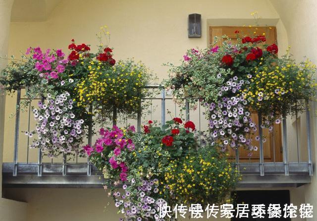 家里这些花卉吊起来养,既增加了观赏价值,又节省了养殖空间
