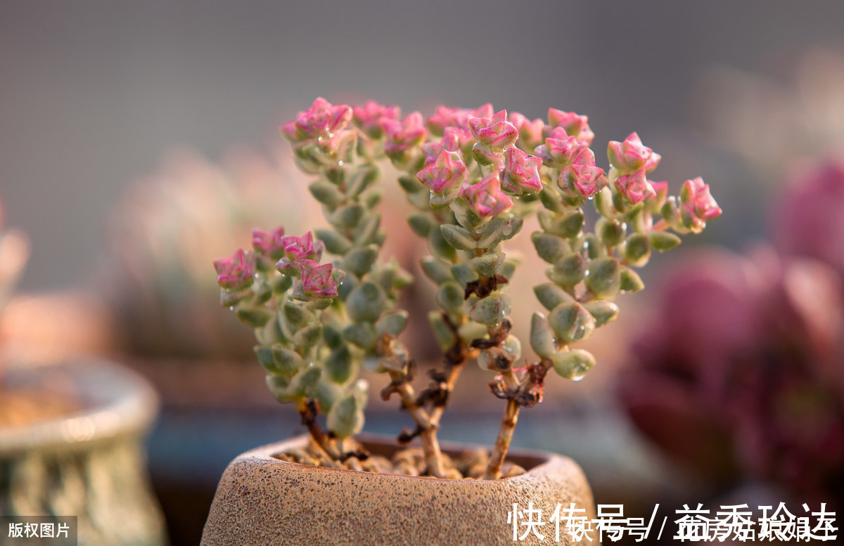 多肉多晒晒太阳,生长健壮,预防徒长不生病,养出一盆漂亮的多肉