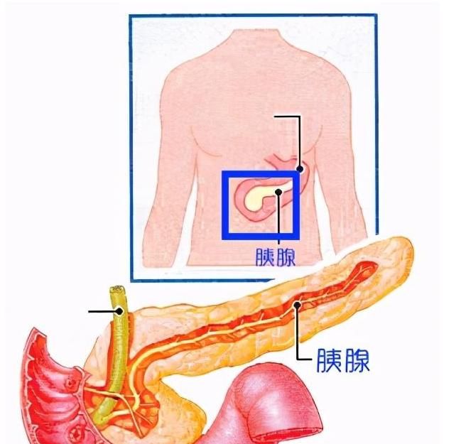  地图|腹痛？送您一张“腹部地图”