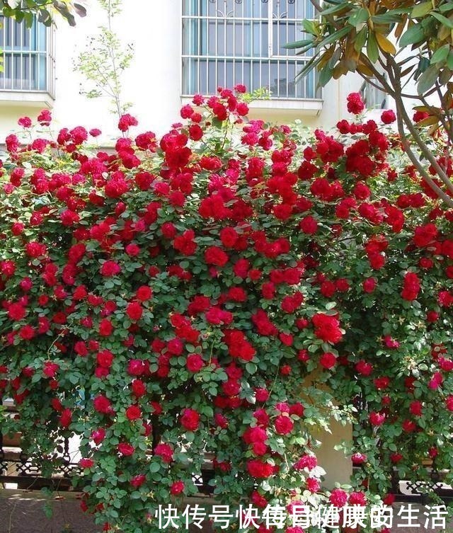 蔷薇花|少抽两包烟,此花也要舍得栽两株,花开230天,花香能飘百米远!
