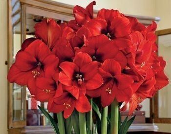 开花|朱顶红光长叶子,不开花,有些玄机你不知道