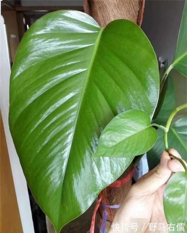 富贵竹|爱喝“啤酒”的4种花，隔几天喝1杯，不施肥也呼呼长