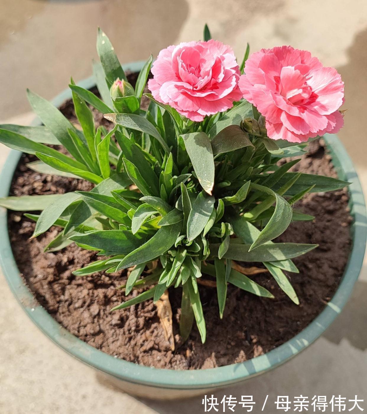 养护|花量好大的一种花,养护简单,耐寒耐热,轻松开出百朵花