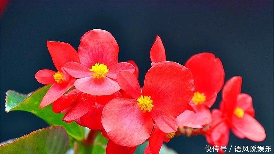 唐菖蒲|养花就养此4种,比绿萝好养,花开一朵,满屋子香气