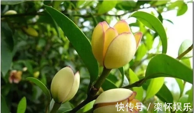 心态|一生没病没灾的3个生肖,心态积极人长寿,一生开心无忧愁