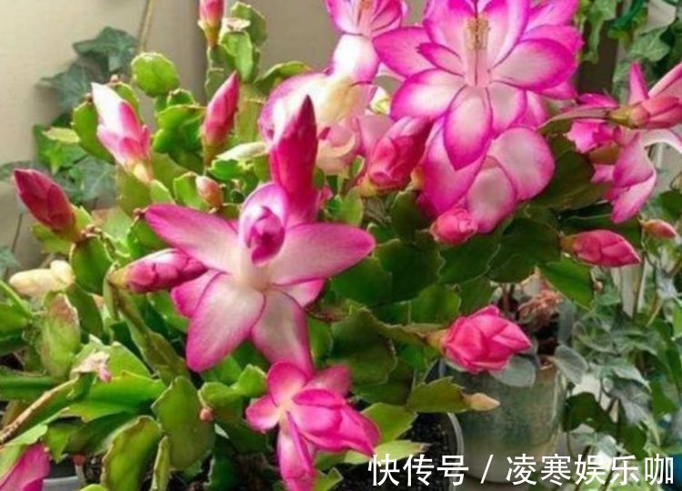 阳台上|开花最香的4种花，家里养一盆，满屋飘香，越过越富裕有钱