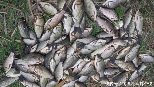 冬季钓鲫鱼，技巧无非6个“小”，气温低也能钓爆护！