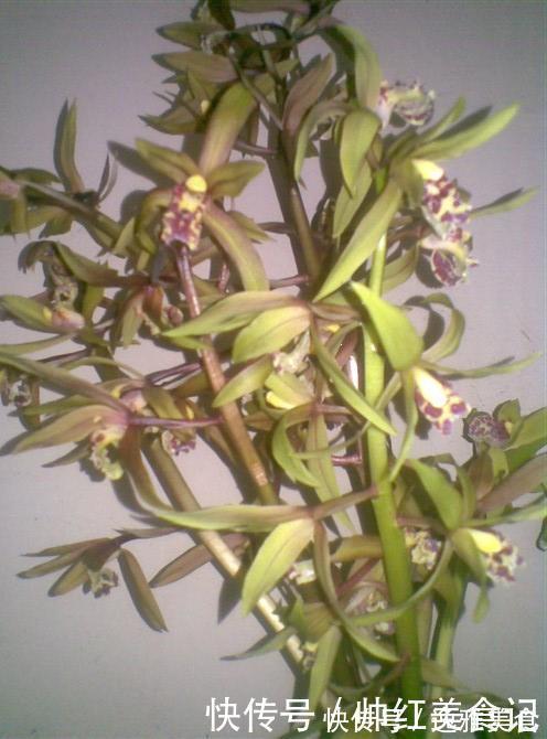 山上也能寻得“好兰花”,看准这5点,找到比花店还好的兰花!